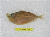 藏品(長吻仰口鰏)的圖片